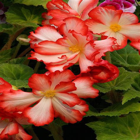 Begonia Flower Red White Hd Wallpaper Peakpx