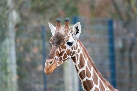 Giraffe Horns Mammal Free Photo On Pixabay