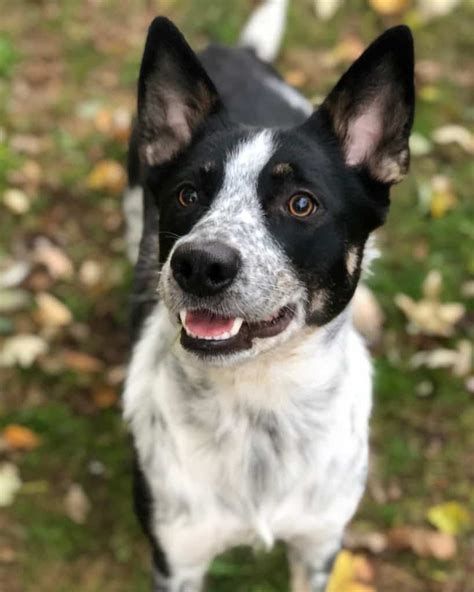 42 Border Collie Mix Breeds