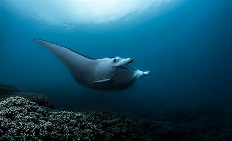 Plongée Avec Les Raies Manta à Bora Bora Topdive