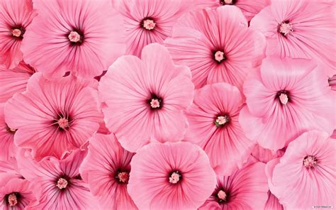 Pink Flower Wallpapers ·① Wallpapertag
