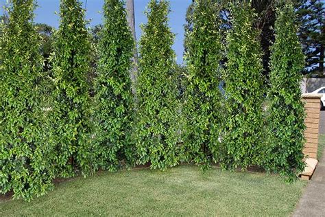 Hedge Screen Plants For Narrow Spaces Screening And Hedging Plants