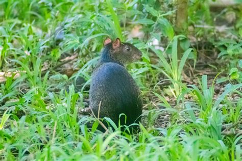 Central American Agouti From Palenque Chis México On January 15