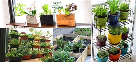 Seasonal veggies, herbs and fruit trees. Balcony Vegetable Garden Ideas for Apartments - Indroyal ...