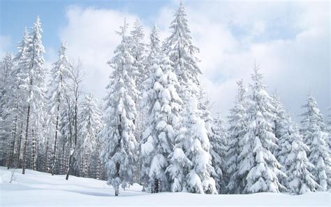 Snowy Trees Wallpapers Wallpaper Cave