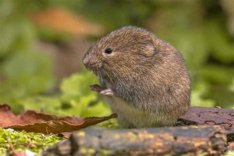How To Get Rid Of Voles In Your Yard 2024
