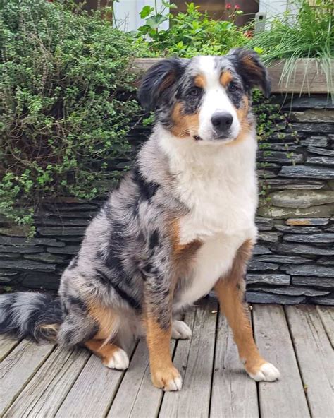 Australian Shepherd Bernese Mountain Dog Mix Info Pictures Facts