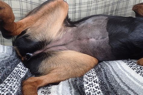 A typical ultrasound exam takes about 30 minutes to complete. Cookie's Elevated ALT: The Ultrasound and Cytology | Dawg ...