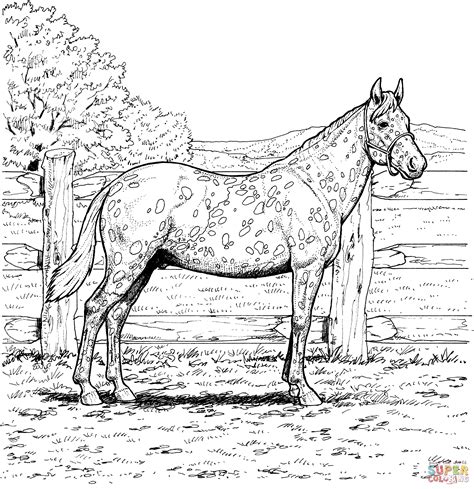 Appaloosa Horse Coloring Page Free Printable Coloring Pages Farm