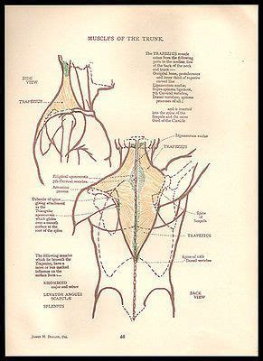 Anatomy Trunk Muscles Back Illustration Anatomical Diagrams Male