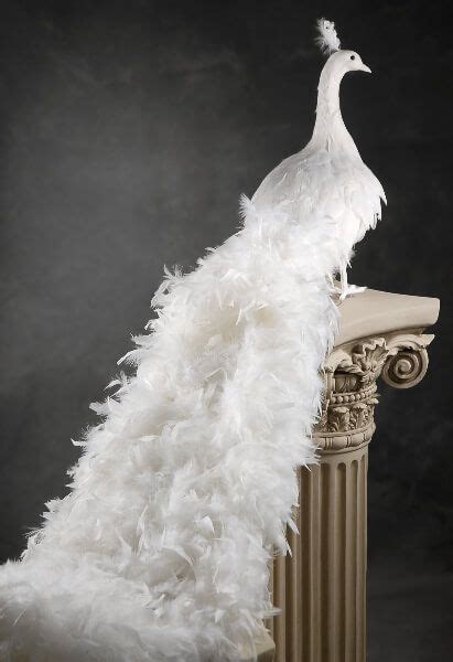 Giant White Artificial Peacock With Curly Feathers 54in Large Christmas