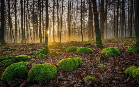 Fall Forest With Trees Fallen Leaves Stones With Moss Rays Sunrise
