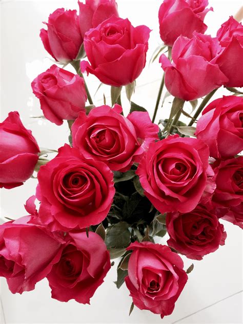 Fuchsia Pink Roses Arial Goh