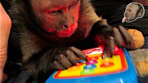 Capuchin Monkey Fun Time Youtube