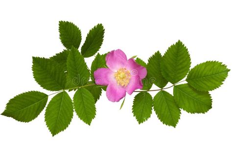 Wild Rose Flower With Leaves Stock Image Image Of Wild Flower 73251931