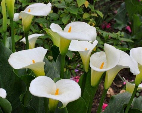 Pack Of Three Zantedeschia Aethiopica Hardy White Calla Arum Lily