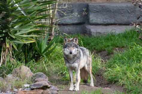 Meet Sf Zoos 4 New Residents Mexican Gray Wolves