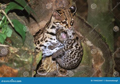 Margay Cat Leopardus Wiedi Mother Carrying Cub Stock Image Image Of