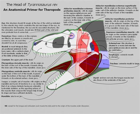 Pin By Kate Pfeilschiefter On Animal Anatomy Tyrannosaurus Anatomy