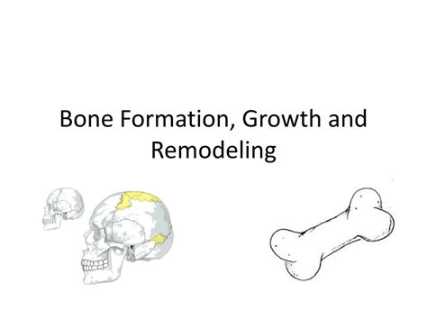Ppt Bone Formation Growth And Remodeling Powerpoint Presentation