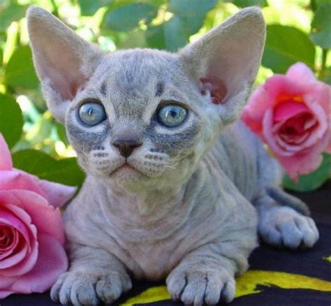 Minskin Cat Breed Info Pictures Temperament And Traits Hepper