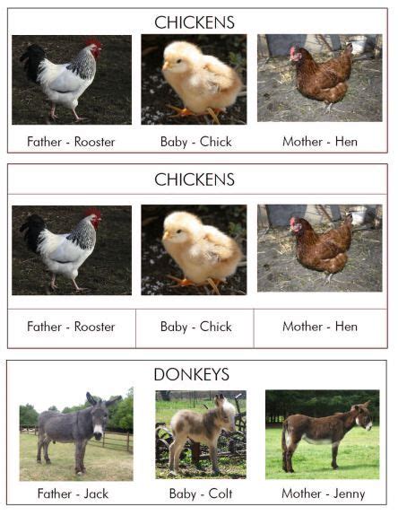 3 Part Farm Animal Families Nomenclature Cards Montessori Moments