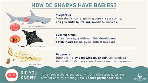 How Do Sharks Have Babies Save Our Seas Foundation