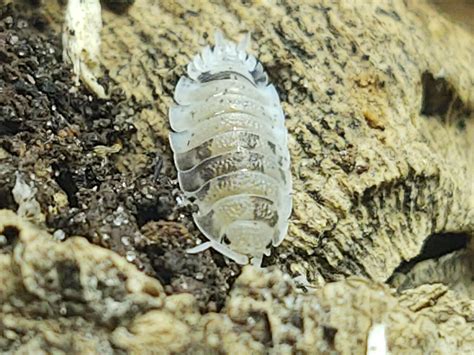 Porcellio Scaber Dalmatian Isopod World