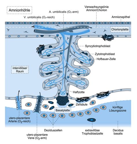 Methylquecksilber überwindet sowohl die plazentaschranke als auch die. Plazentation Learncard 141602858