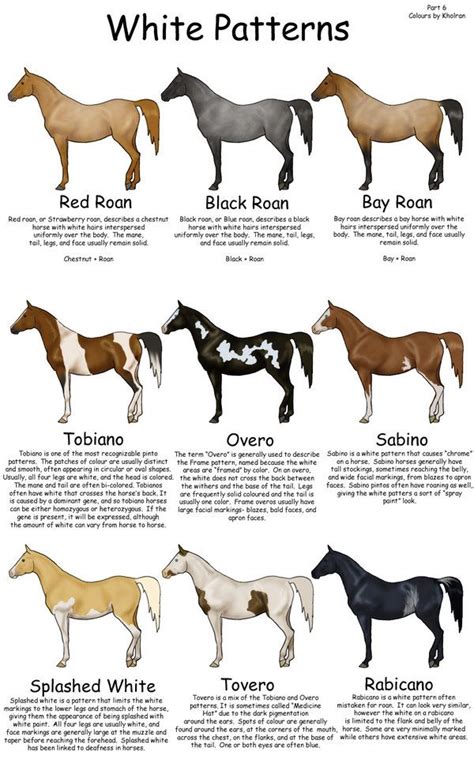 Equine Colors White Patterns Horses Horse Breeds Horse Color Chart
