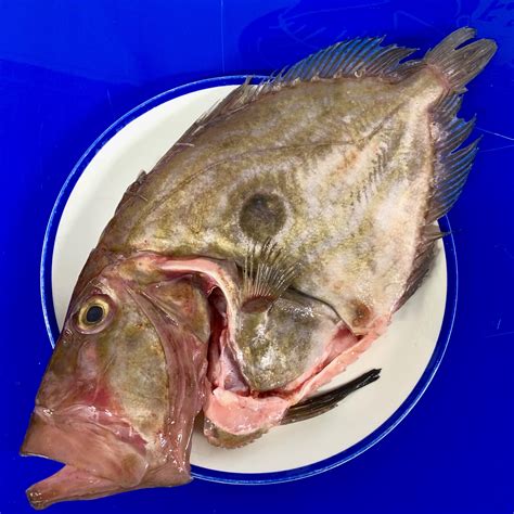 John Dory Buy Online Free Nationwide Delivery