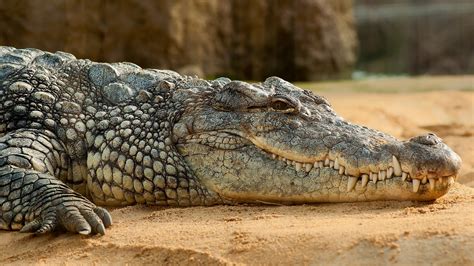 Cuál Es El Origen De La Frase “lágrimas De Cocodrilo” Infobae