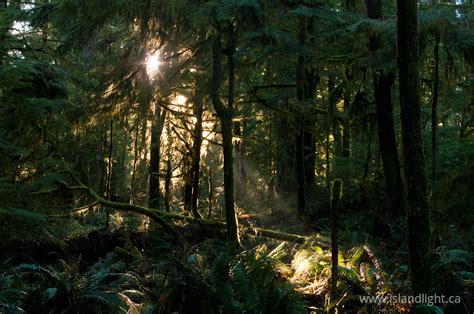 Sunlight In The Forest ~ Forest Photo From Cortes Island British