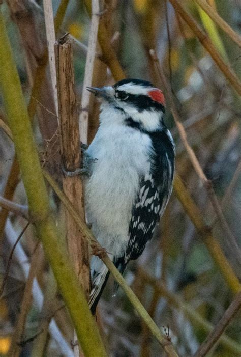 10 Most Common Birds At Winter Birdfeeders In British Columbia Miles