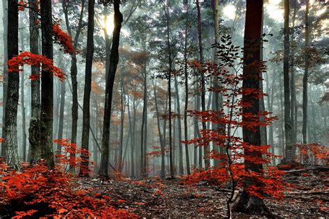745284 Forests Trees Fog Rare Gallery Hd Wallpapers