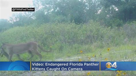 Video Endangered Florida Panther Kittens Caught On Camera Youtube