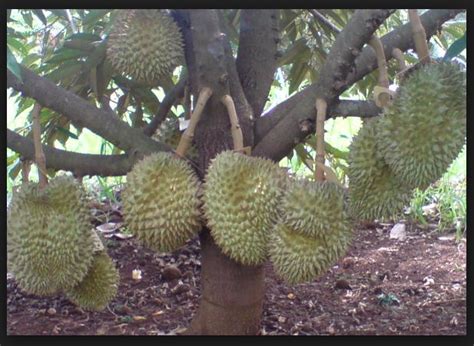 Pengertian Tanaman Durian Dan Sistematikanya Ruang Blog