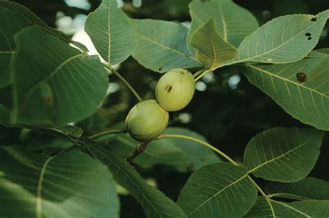 Hickory Leaf Identification