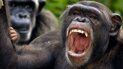 Scientists Believe Mysterious Chimpanzee Behavior Indicates Evidence Of