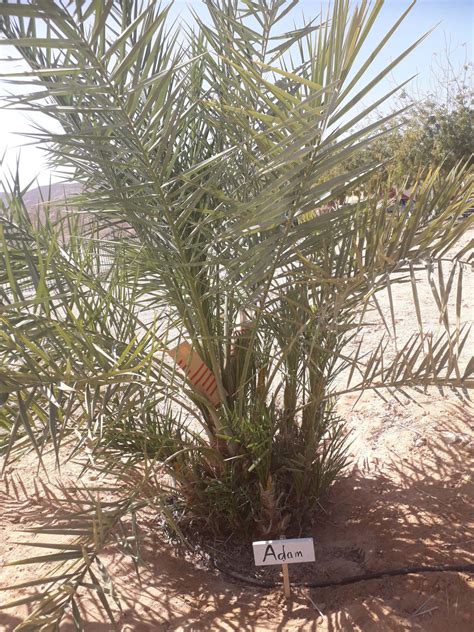 Scientists Resurrect Judean Date Palms From Biblical Era Science