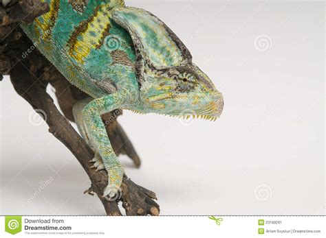 Chameleon On White Background Closeup Stock Image Image 23189291