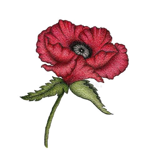 Vintage Red Poppy Flower Botanical Hand Drawn Illustration With