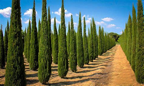 Italian Cypress For Sale Online The Tree Center