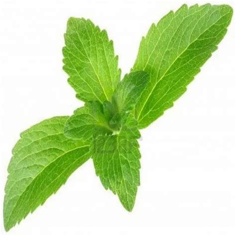 Stevia Leaf At Best Price In Coimbatore By Green T Id 21017975130