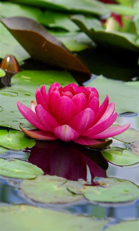 Download 1280x2120 Wallpaper Lotus Flower Pink Leaf Lake Iphone 6