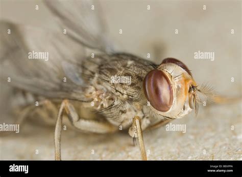 Newly Eclosed Male Savannah Tsetse Fly Glossina Morsitans Morsitans Stock Photo Alamy
