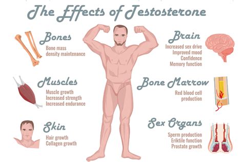how testosterone levels impact your body and mind