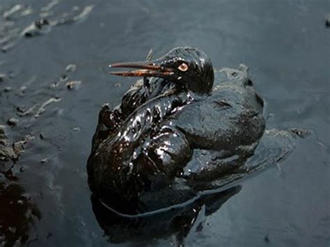 Esa Oil Spill In The Gulf Of Mexico