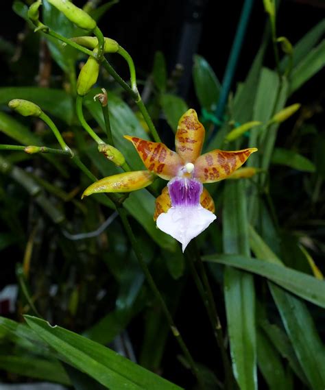 Miltonia Clowesii Diego Species Orchid 1 22 100th Vi Flickr