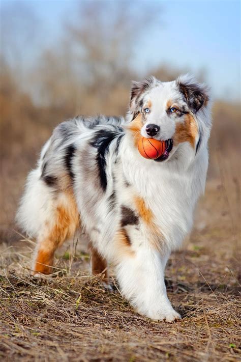 Dog Breeds List Cute Dogs Breeds Best Dog Breeds Best Dogs Best